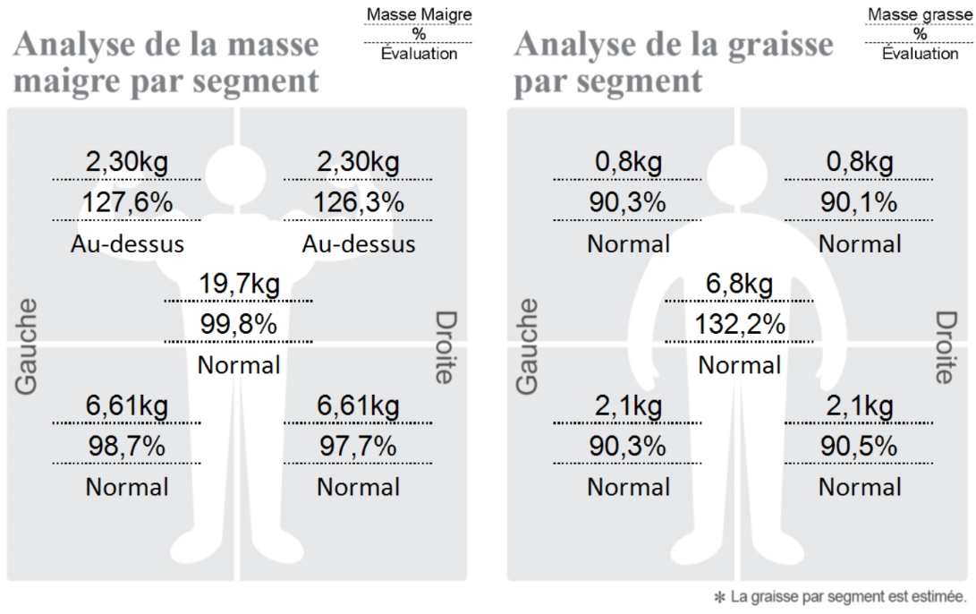 Schéma de répartition des masses musculaire et grasse dans le corps